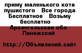 приму маленького кота пушистого - Все города Бесплатное » Возьму бесплатно   . Архангельская обл.,Пинежский 